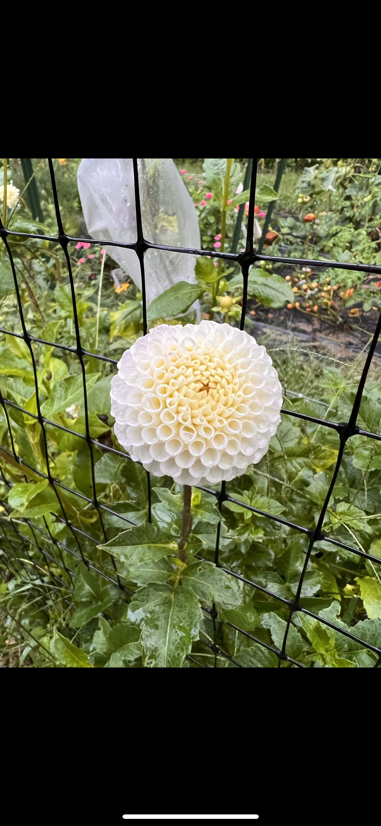 Small World