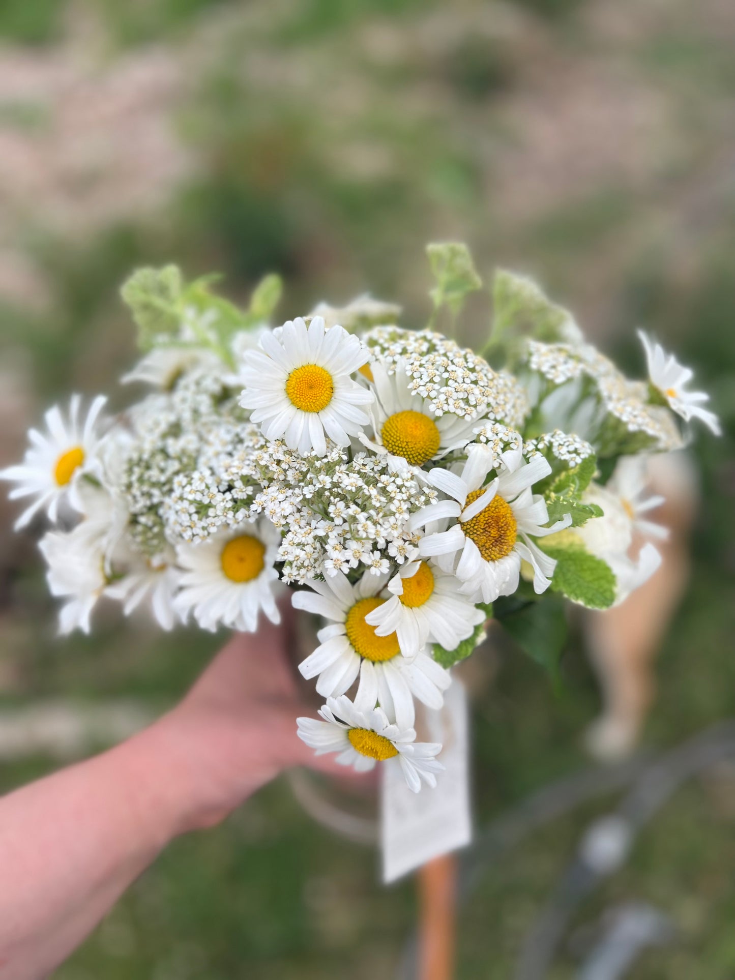 7 Week Flower Share