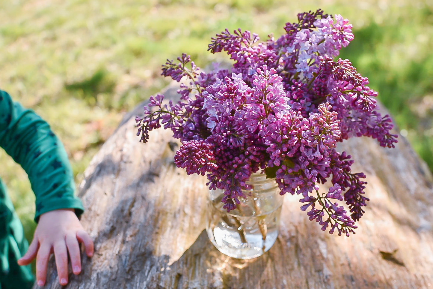 Lilac Bunches