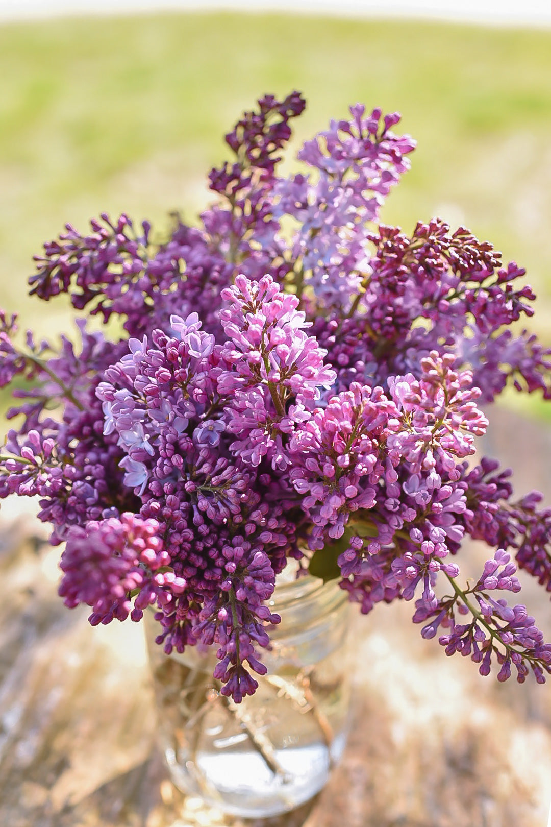 Lilac Bunches