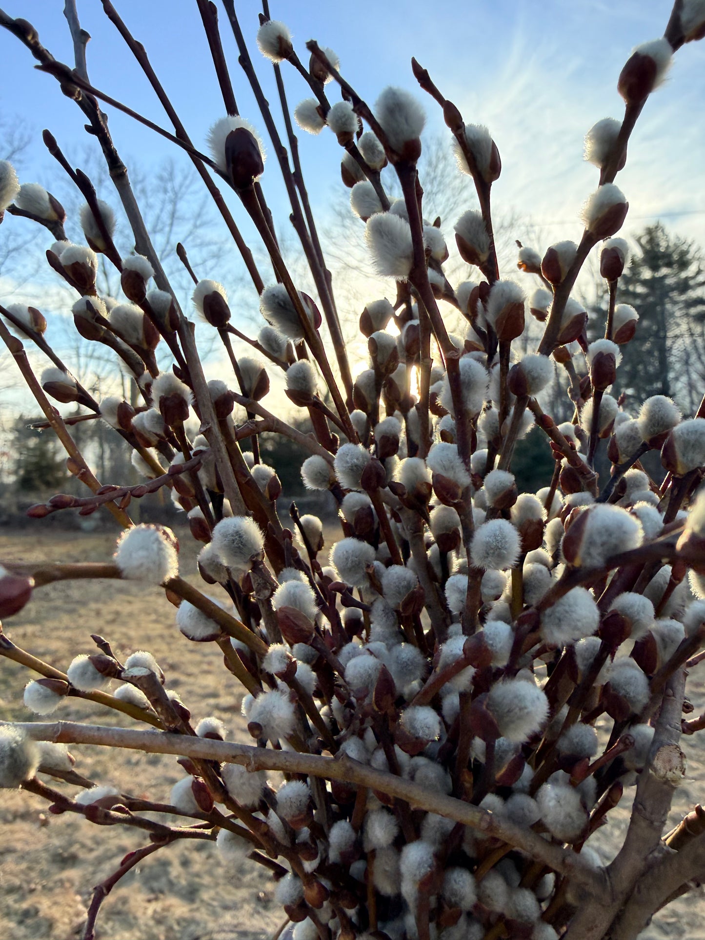 Pussy Willow Potted Plants
