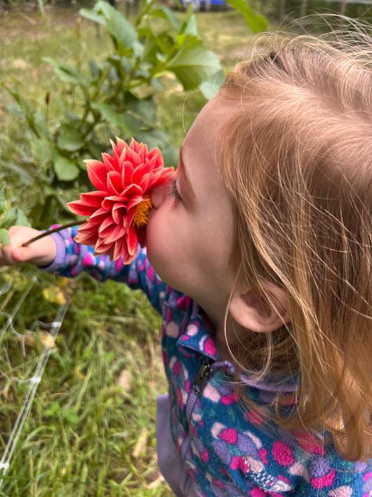 Garden Delight Monthly Flower CSA