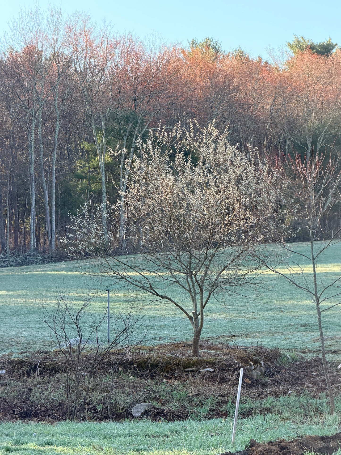 Pussy Willow Potted Plants