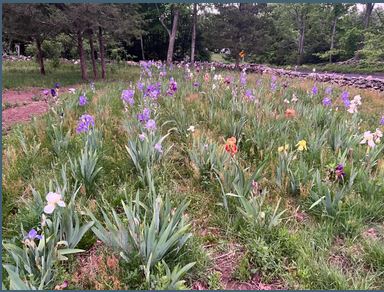 Mystery Iris Rhizomes!