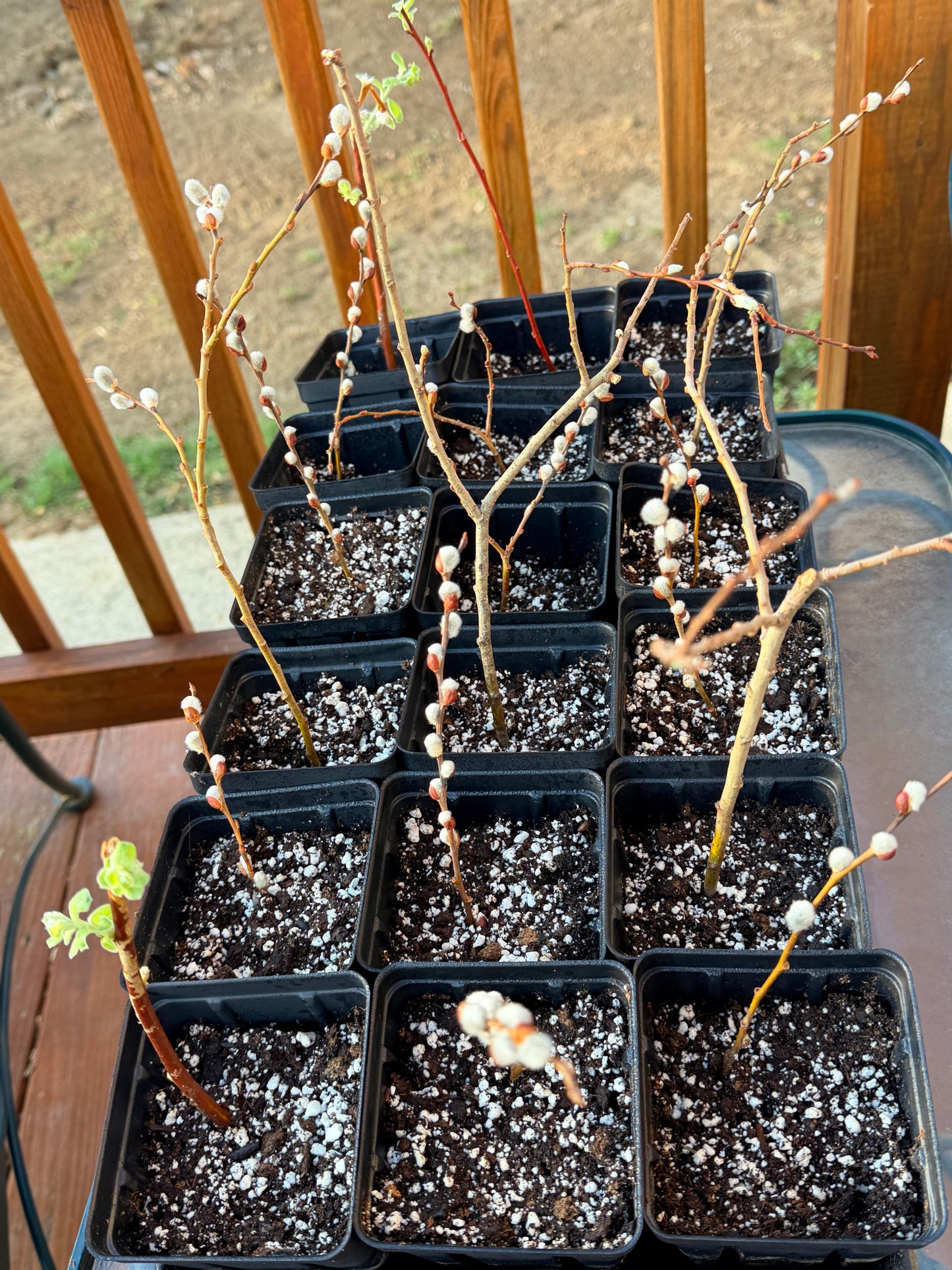 Pussy Willow Potted Plants