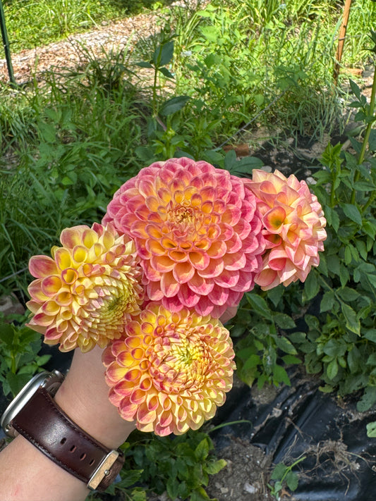 Snoho Doris
