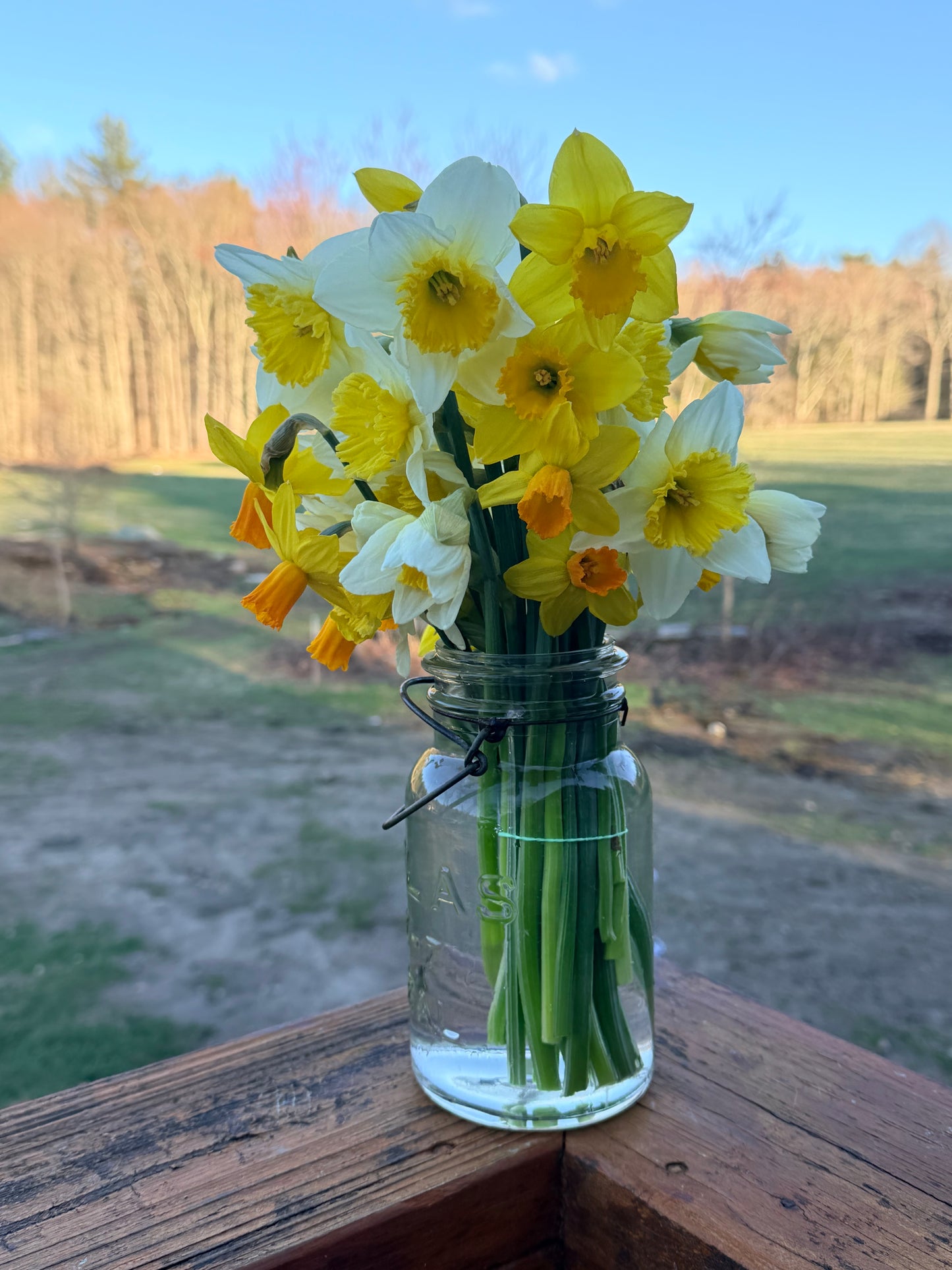 Daffodil Bunches