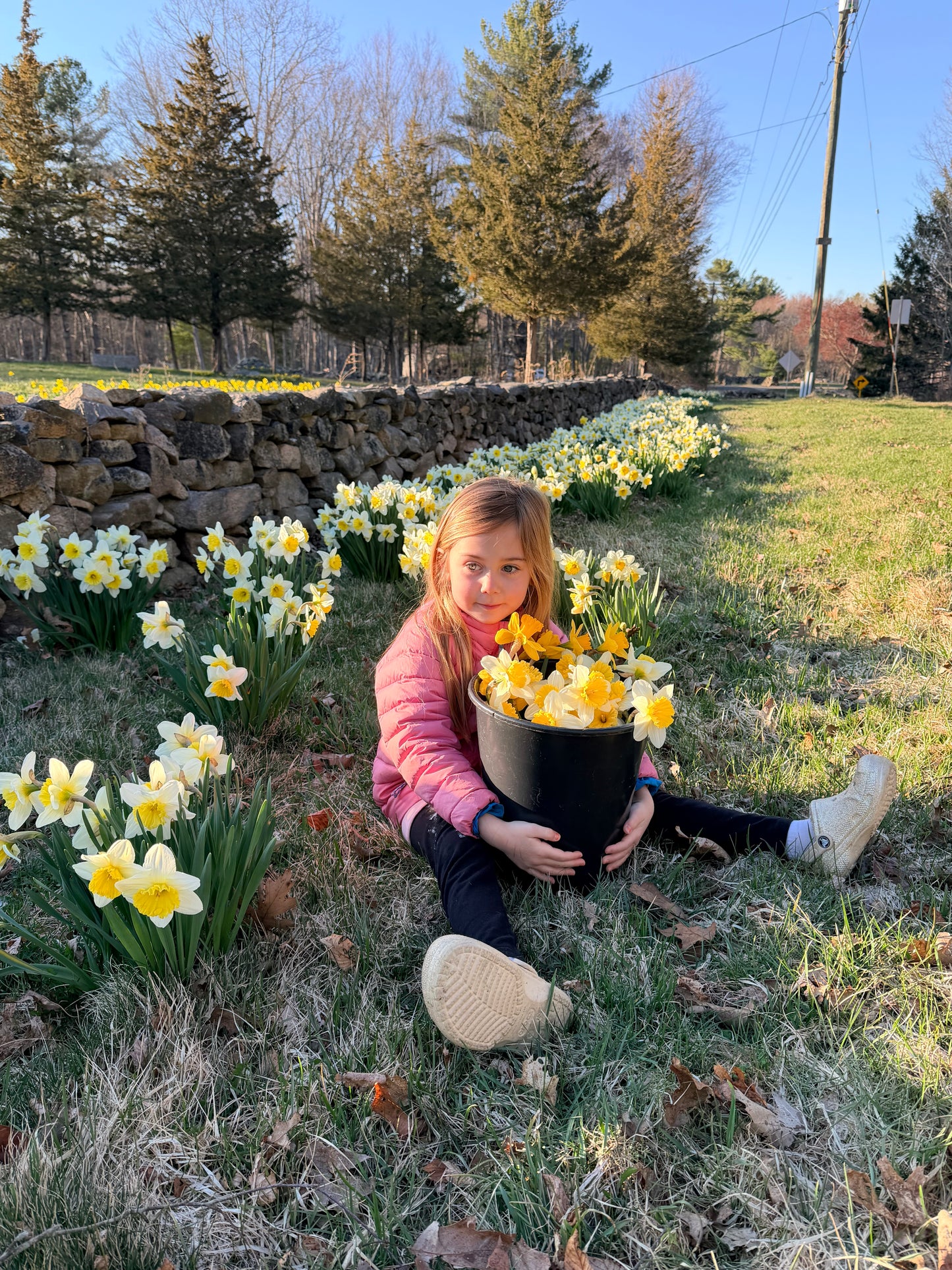 Daffodil Bunches