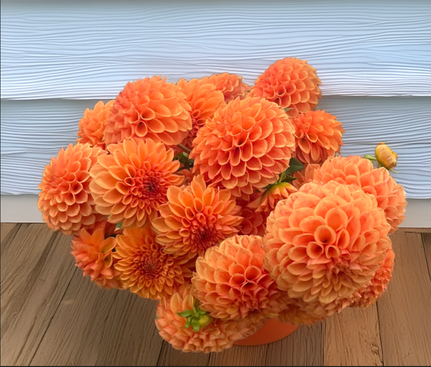 B lood Orange Rooting Cutting