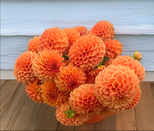 B lood Orange Rooting Cutting