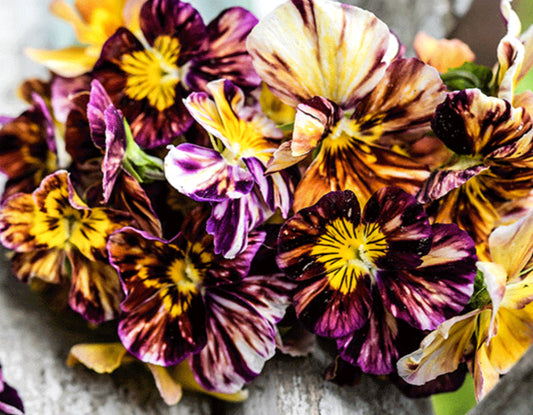 VIOLA, BRUSH STROKES