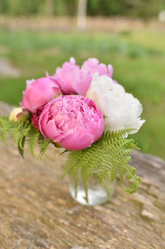 Peony bunch