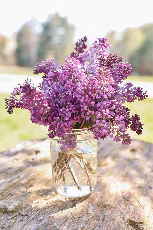Lilac Bunches