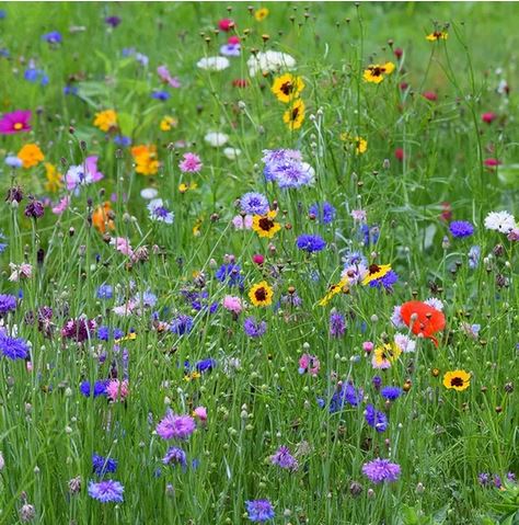 Butterfly Mix Seed Pack!