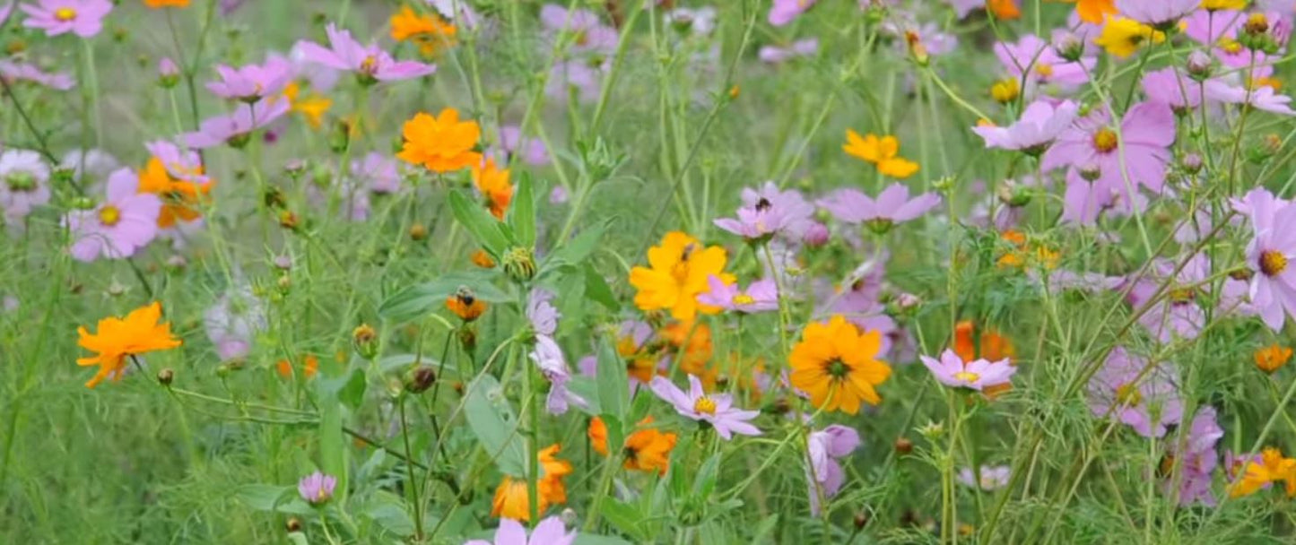 Butterfly Mix Seed Pack!