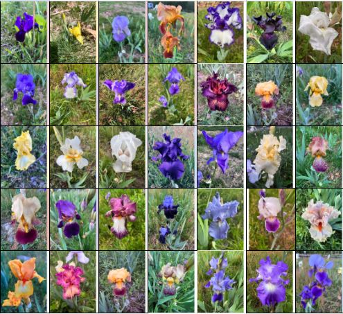 Mystery Iris Rhizomes!